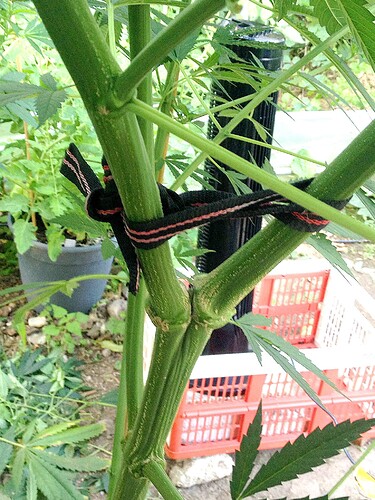 Growreport Bild 33