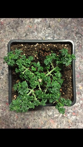 Growreport Bild 2