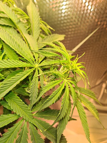 Growreport Bild 3