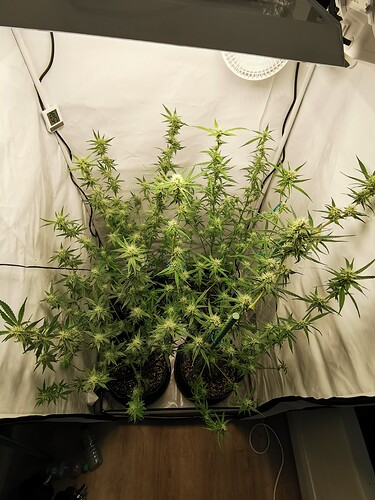 Growreport Bild 4