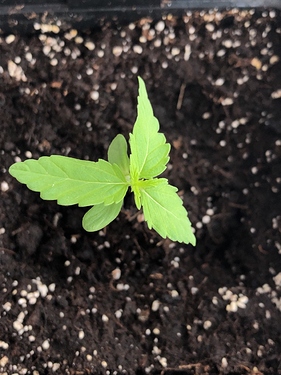 Growreport Bild 52