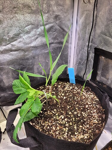 Growreport Bild 4