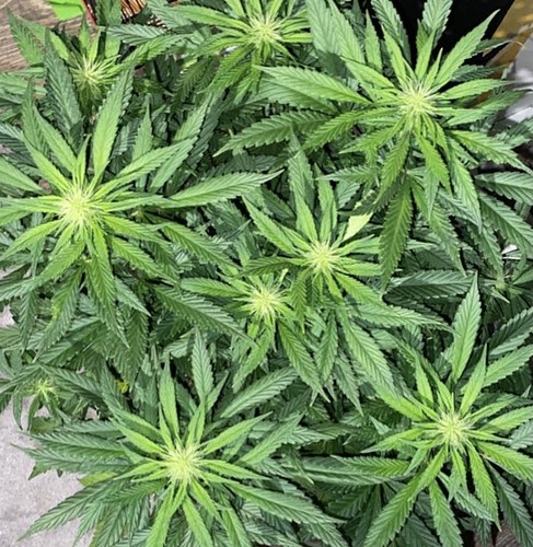 Growreport Bild 2