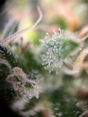 Growreport Bild 48