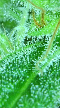 Growreport Bild 27