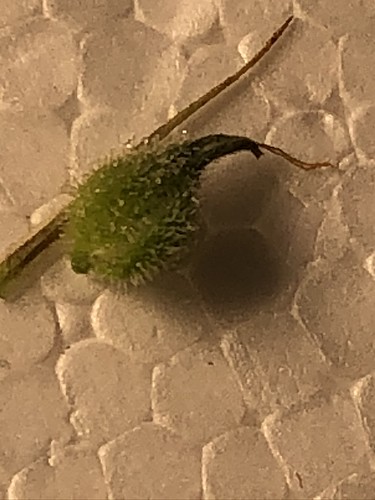 Growreport Bild 8