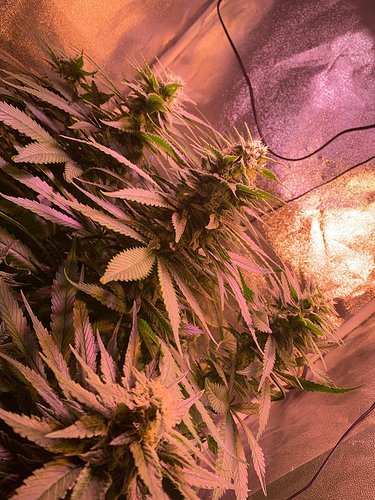 Growreport Bild 5