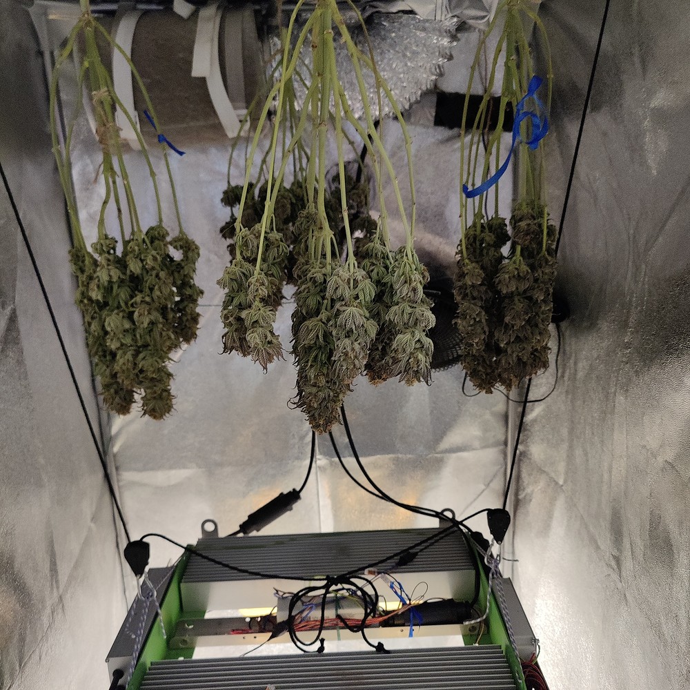 Indoor Grow mit 2 Sorten, besonderer Erde und unterdimensioniertem Licht