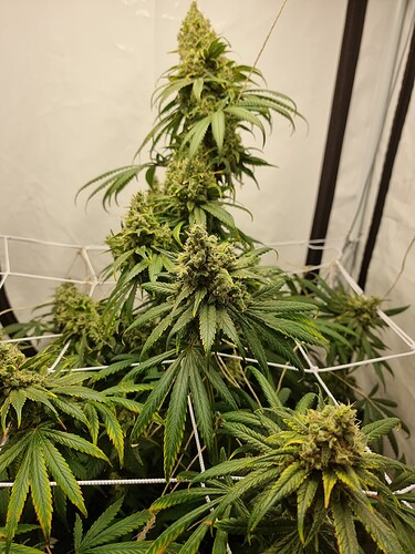 Growreport Bild 5