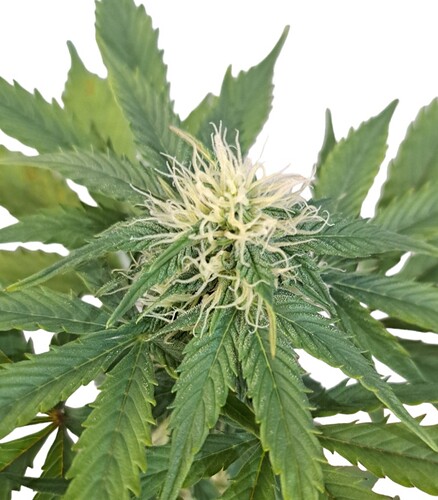 Growreport Bild 2