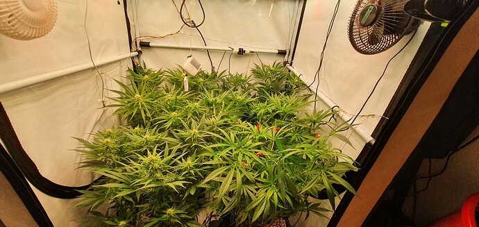 Growreport Bild 4