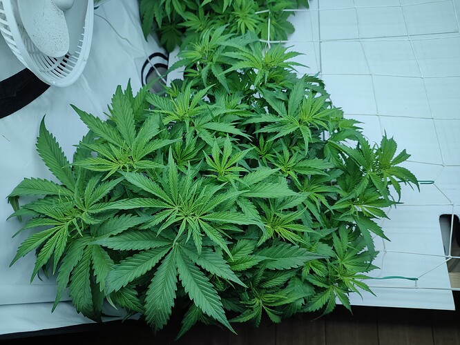 Growreport Bild 47