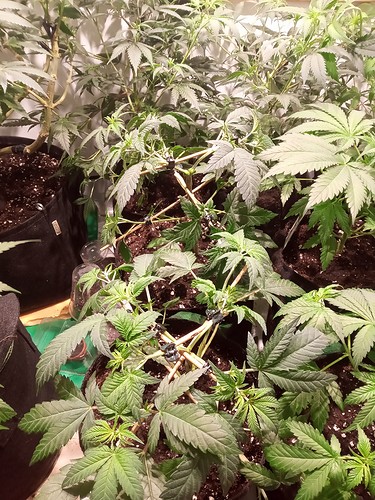 Growreport Bild 15