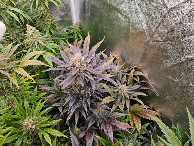 Growreport Bild 25