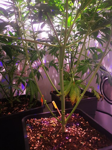 Growreport Bild 1