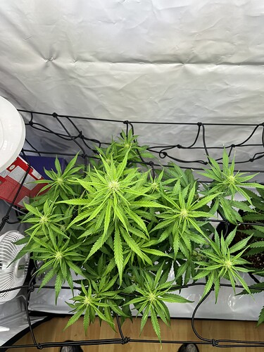 Growreport Bild 1