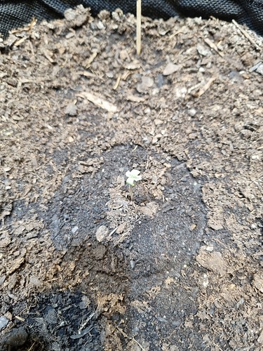 Growreport Bild 9