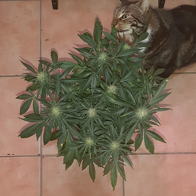 Growreport Bild 8