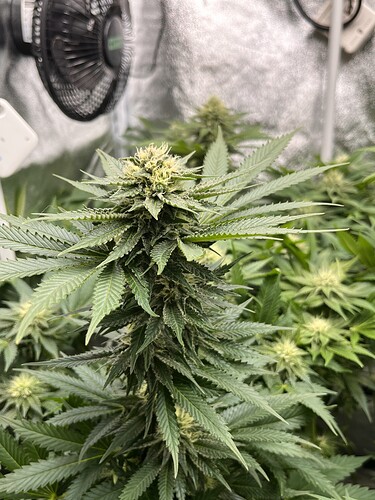 Growreport Bild 3