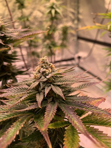 Growreport Bild 2