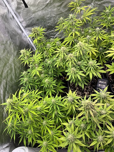 Growreport Bild 1