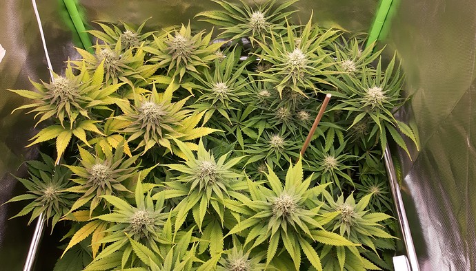 Growreport Bild 2