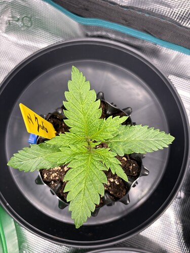 Growreport Bild 44