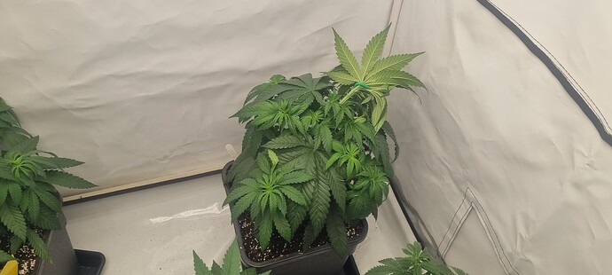 Growreport Bild 25