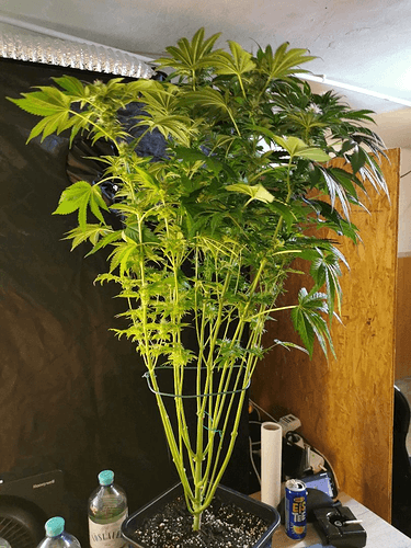 Growreport Bild 4