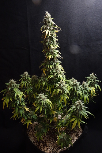 Growreport Bild 10