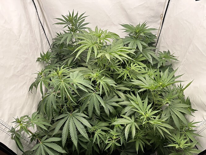 Growreport Bild 3