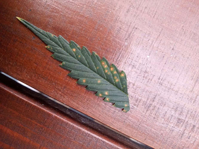 IMG_20210624_194144_1