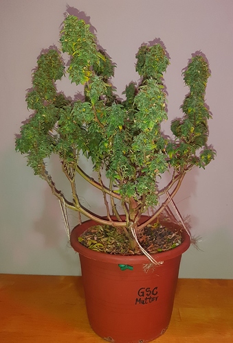 Growreport Bild 2