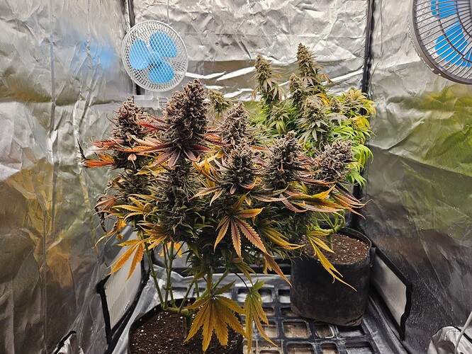 Growreport Bild 31