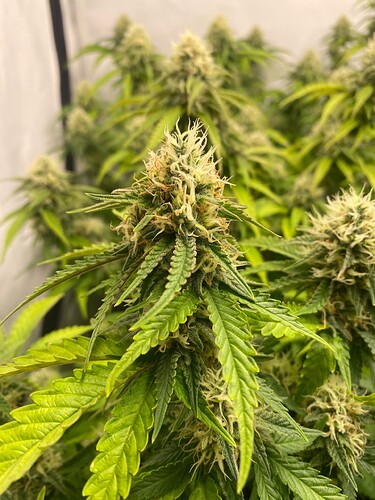 Growreport Bild 5