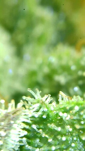 Growreport Bild 59