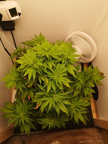 Growreport Bild 4