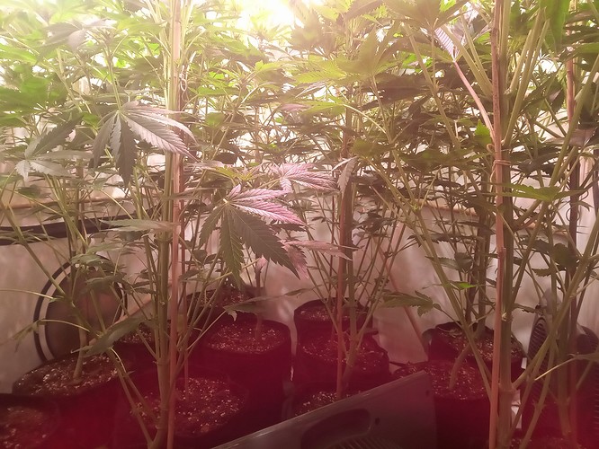Growreport Bild 26