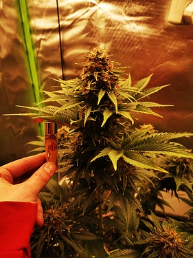 Growreport Bild 1
