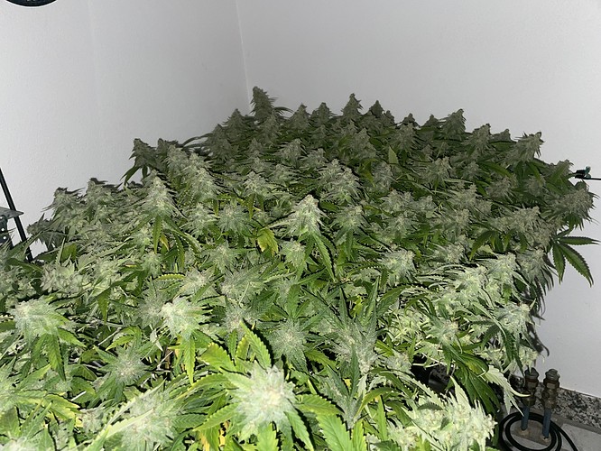 Growreport Bild 22