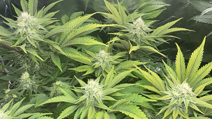 Growreport Bild 8