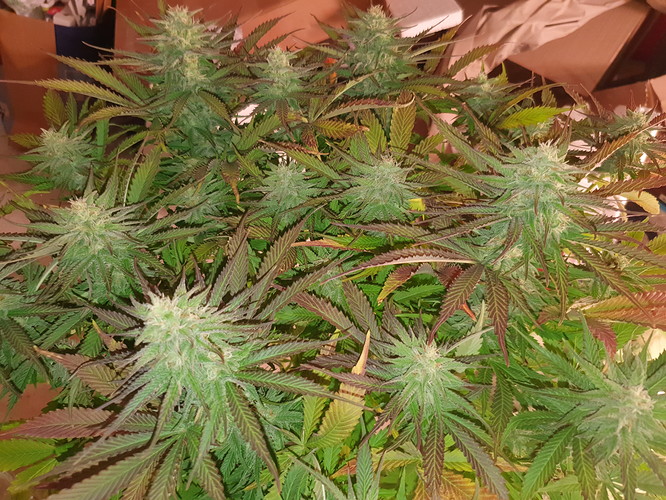 Growreport Bild 15