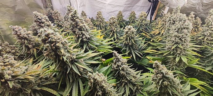 Growreport Bild 11