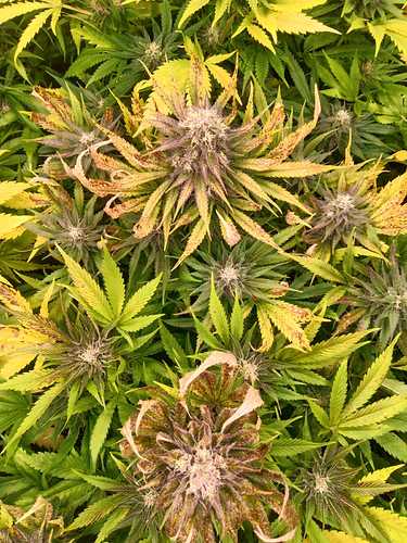 WhatsApp Image 2021-02-12 at 10.41.11 (3)