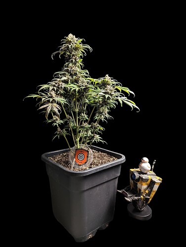 Growreport Bild 30