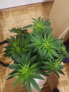 Growreport Bild 1