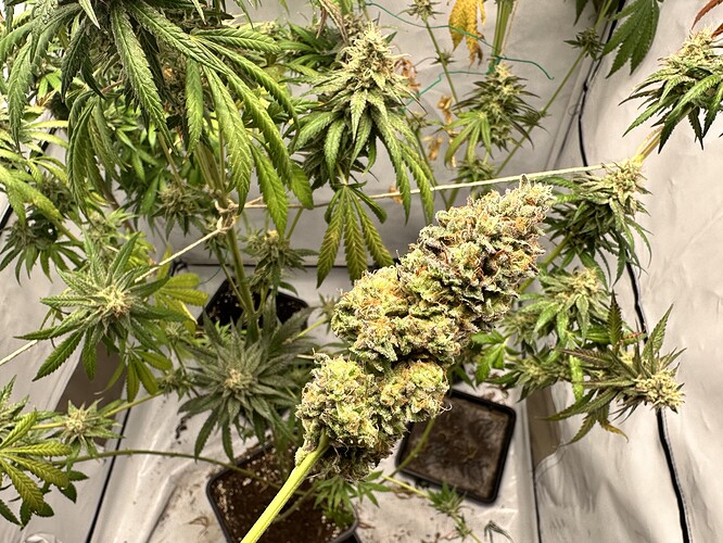 Growreport Bild 19