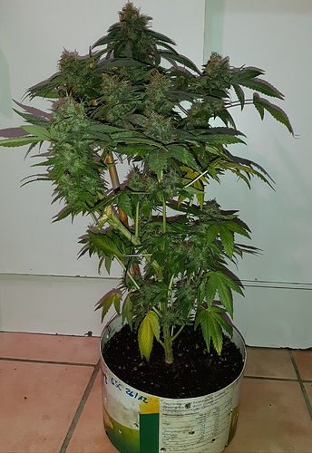 Growreport Bild 4