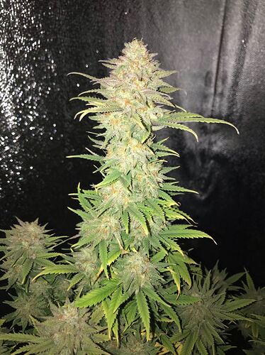 Growreport Bild 20