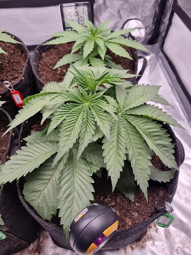 Growreport Bild 4